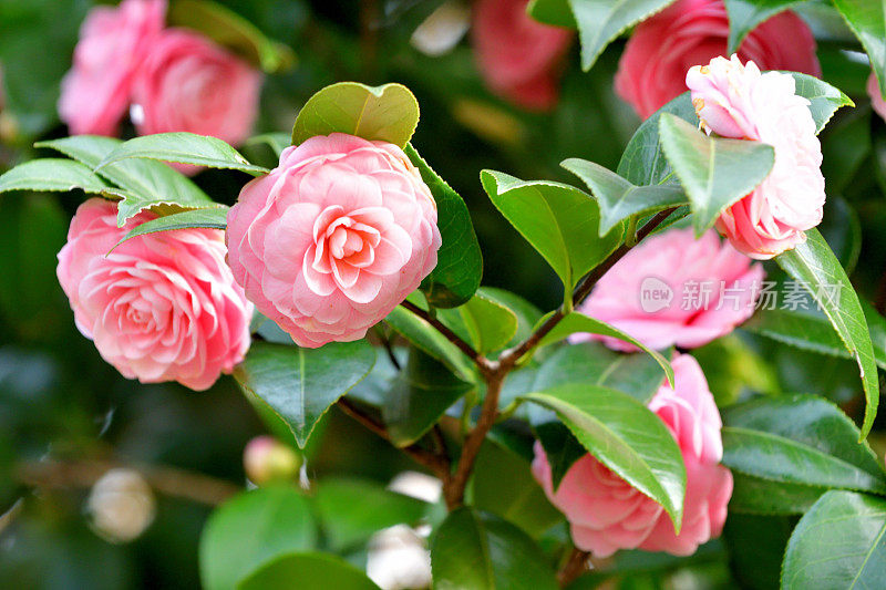 山茶花/日本山茶花花:红色，粉红色和白色